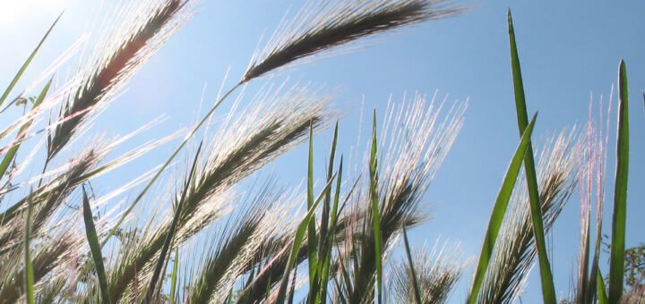 meditazione come nutrimento