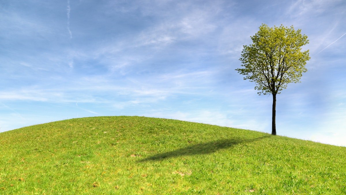 meditazione dell'albero