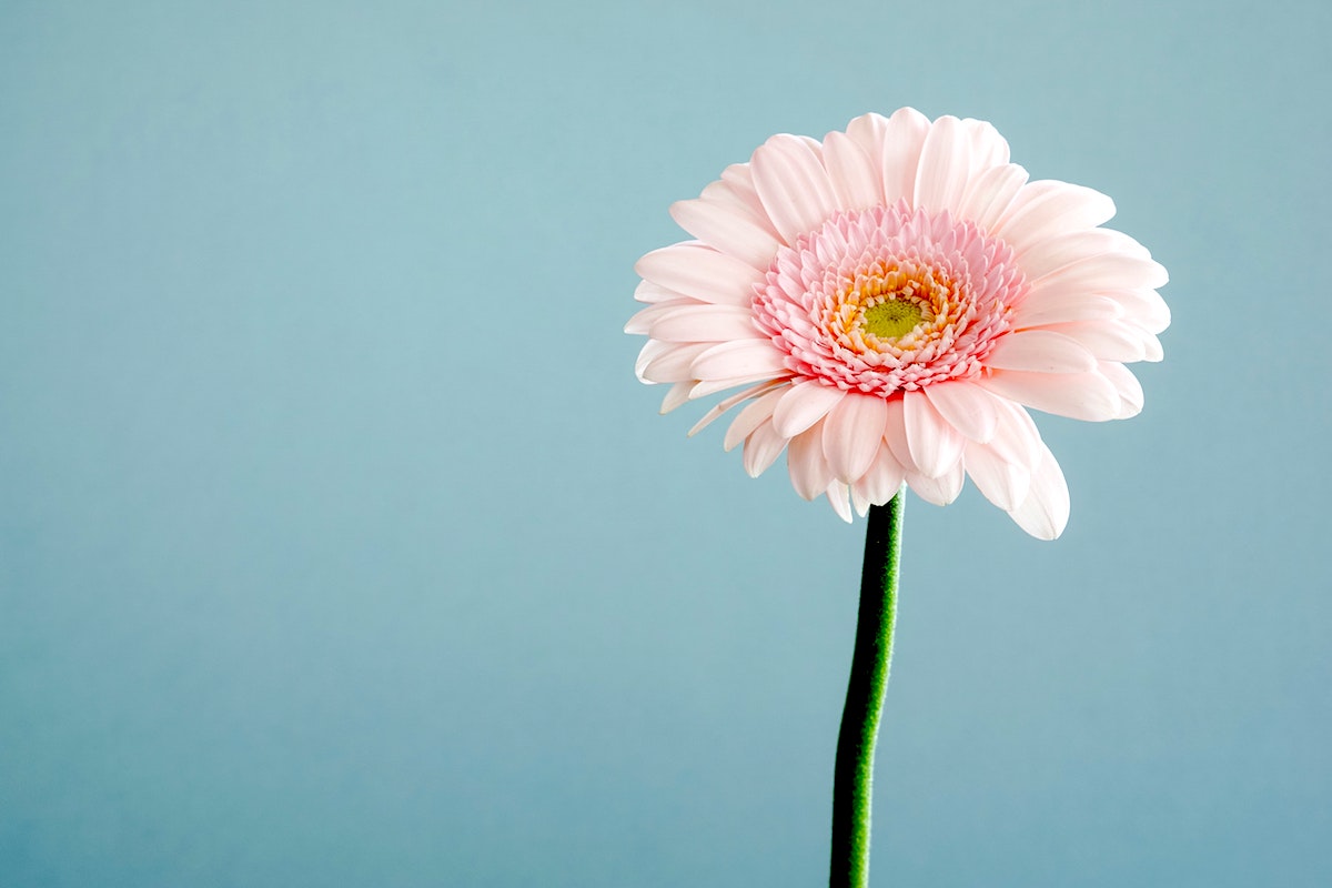meditazione del fiore