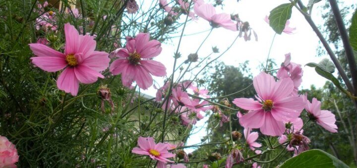 thich nhat hanh meditazione fiore