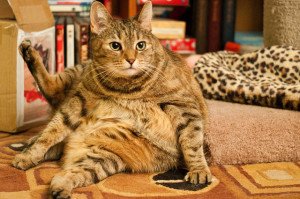 Lisa Campeau, cat yoga