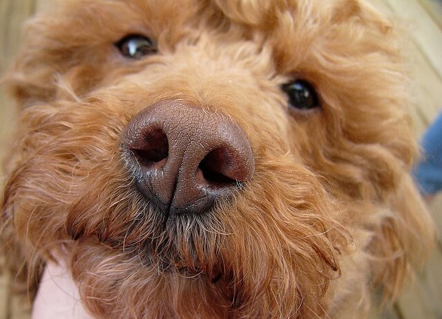 Kathleen Conklin, Such a nose!