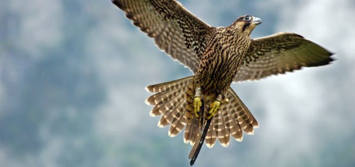 Alexander Kuchar, Falcon flying