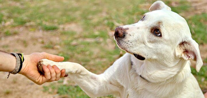 meditazione sulla gentilezza amorevole