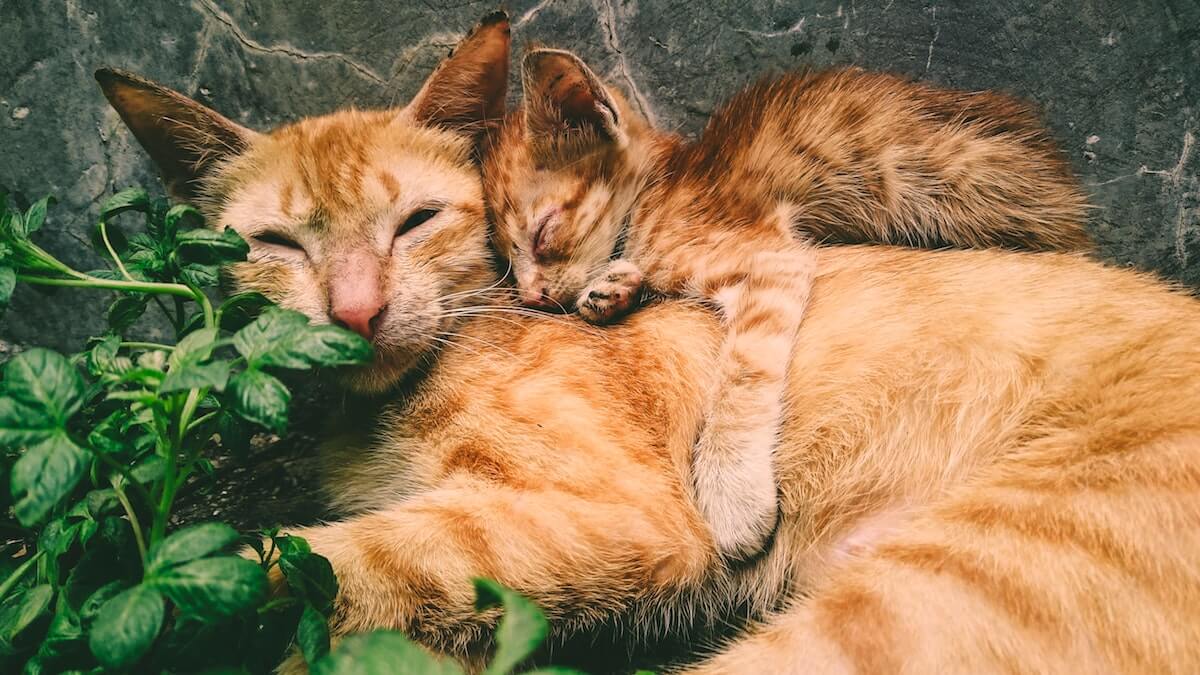 Meditazioni per genitori