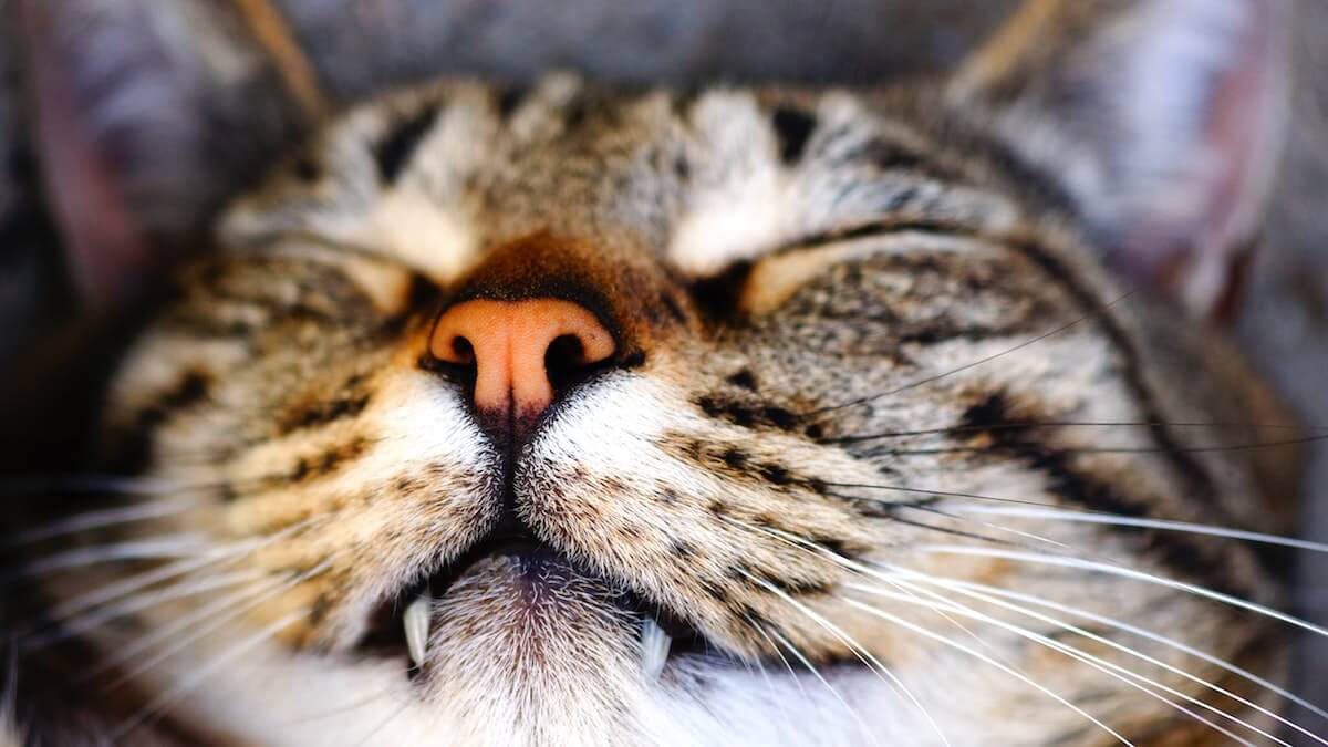 sonnolenza meditazione